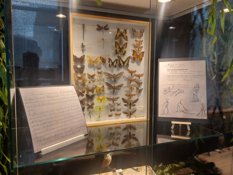 Activités au musée Armand Pellegrin